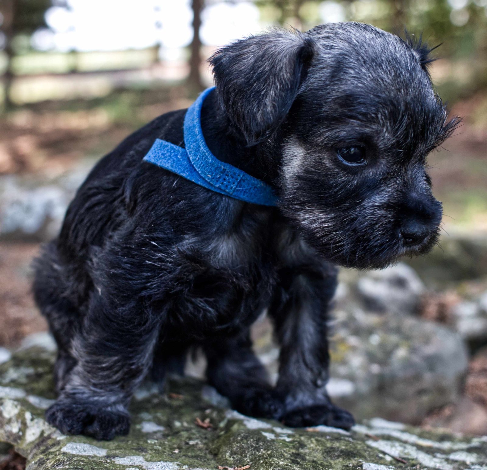 Blue Collar Puppy
