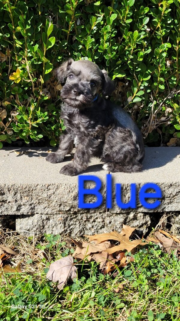 Salt and Pepper Schnauzer Blue Collar - Image 2