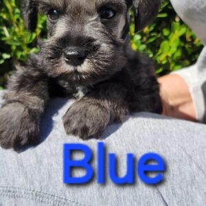 Salt and Pepper Schnauzer Blue Collar