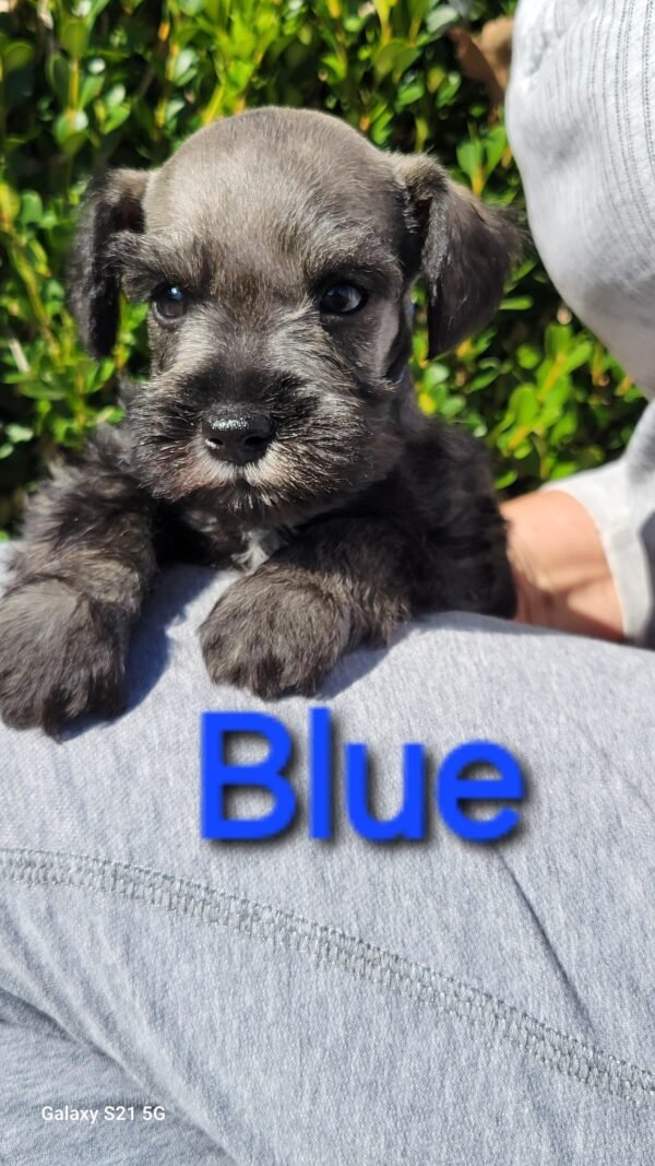 Salt and Pepper Schnauzer Blue Collar