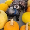 Liver Schnauzer Light Blue Collar - Image 5