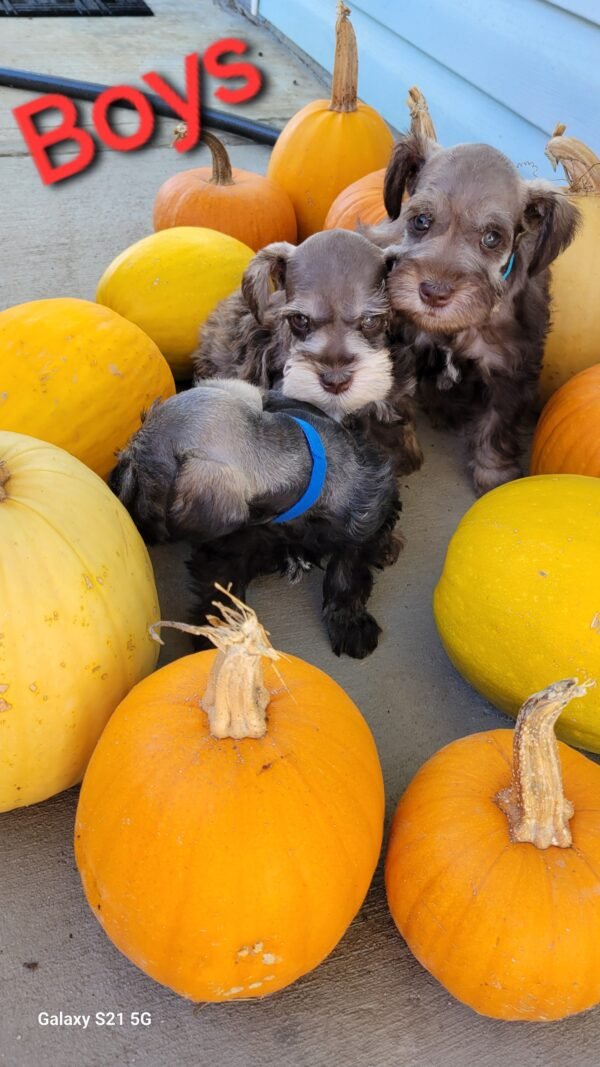 Salt and Pepper Schnauzer Blue Collar - Image 4