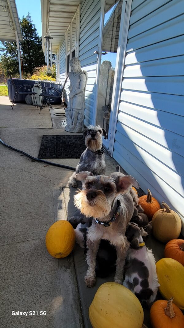 Parti Liver and Pepper Female Schnauzer Yellow Collar - Image 5