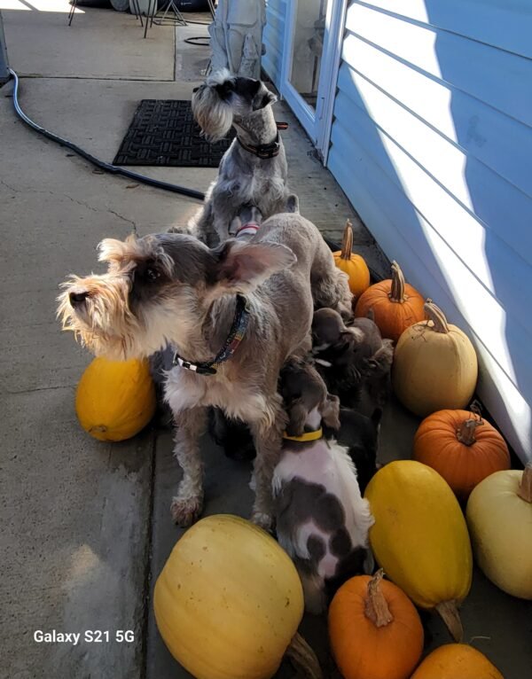 Liver & Tan Schnauzer Pink Collar - Image 5