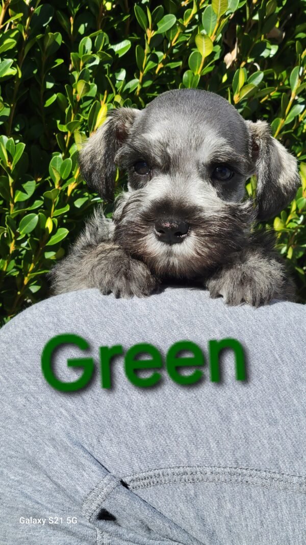 Salt & Pepper Schnauzer Green Collar