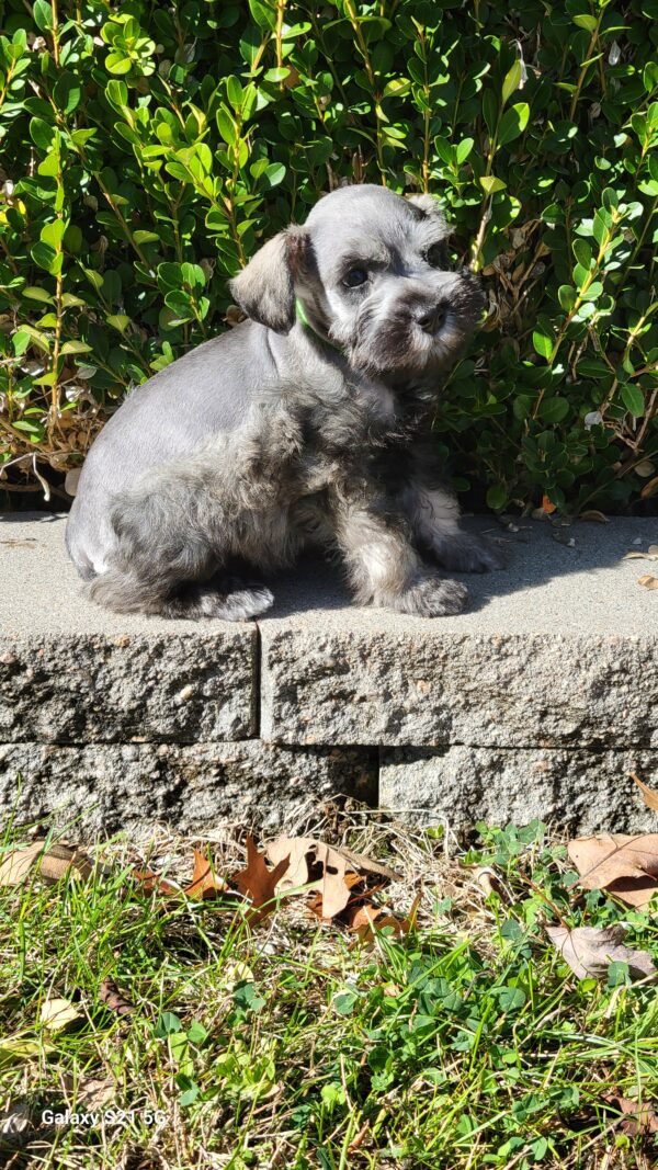 Salt & Pepper Schnauzer Green Collar - Image 3