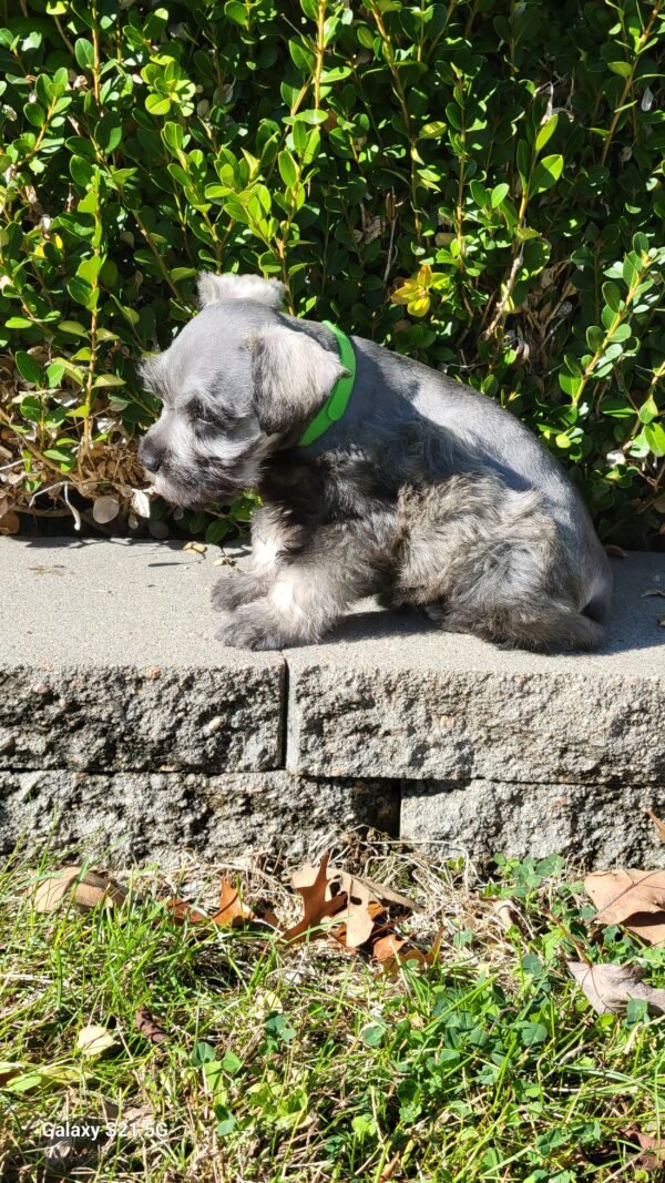 Salt & Pepper Schnauzer Green Collar - Image 2