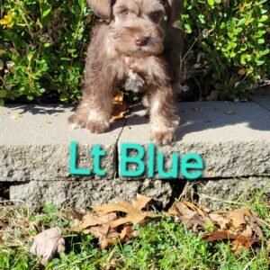 Liver Schnauzer Light Blue Collar