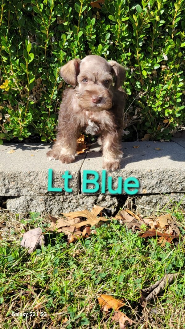 Liver Schnauzer Light Blue Collar