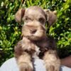 Liver Schnauzer Light Blue Collar - Image 2