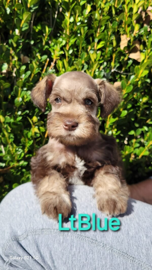 Liver Schnauzer Light Blue Collar - Image 2