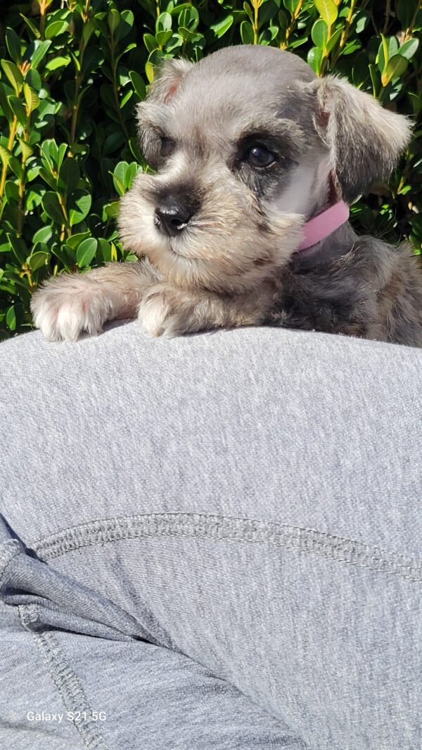 Liver & Tan Schnauzer Pink Collar - Image 2