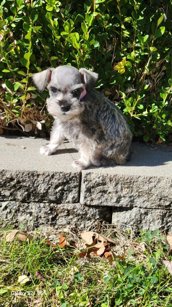 Liver & Tan Schnauzer Pink Collar - Image 3
