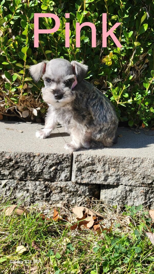 Liver & Tan Schnauzer Pink Collar