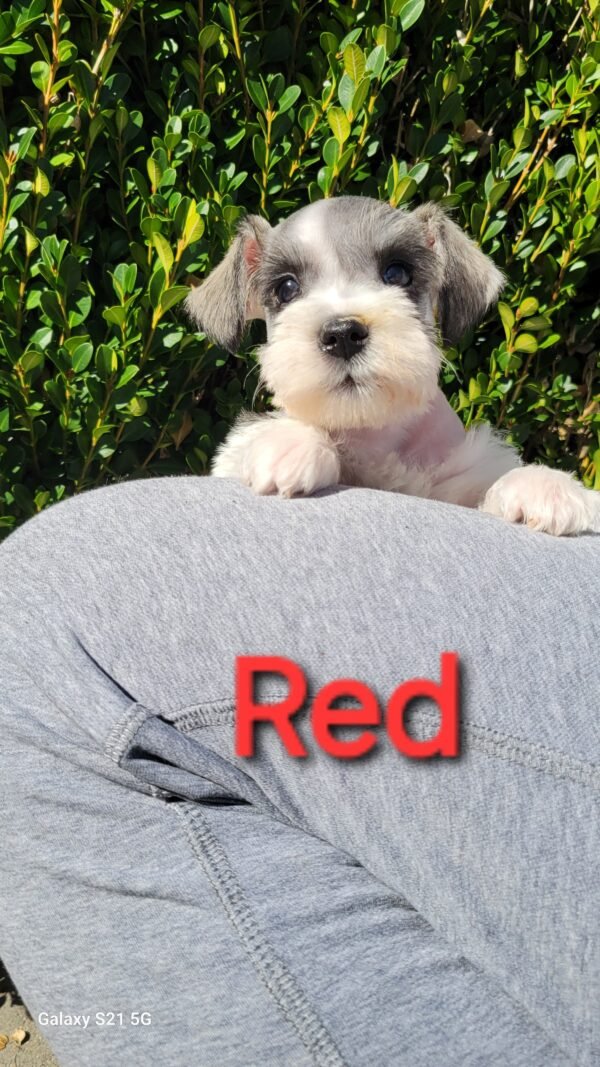 Parti Liver and Pepper Schnauzer Red Collar