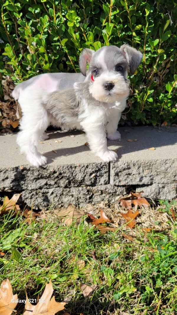Parti Liver and Pepper Schnauzer Red Collar - Image 3