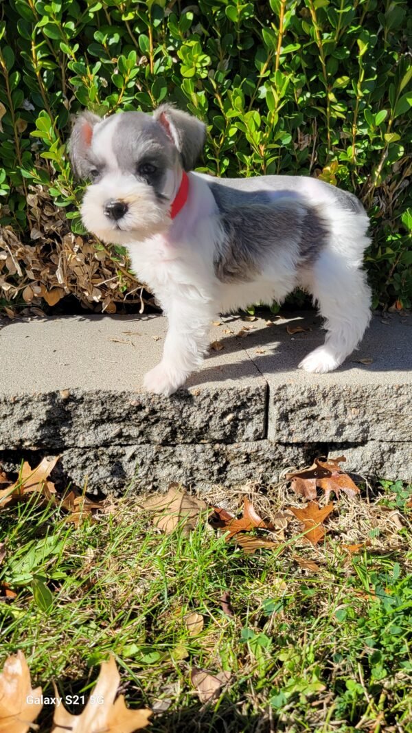 Parti Liver and Pepper Schnauzer Red Collar - Image 4
