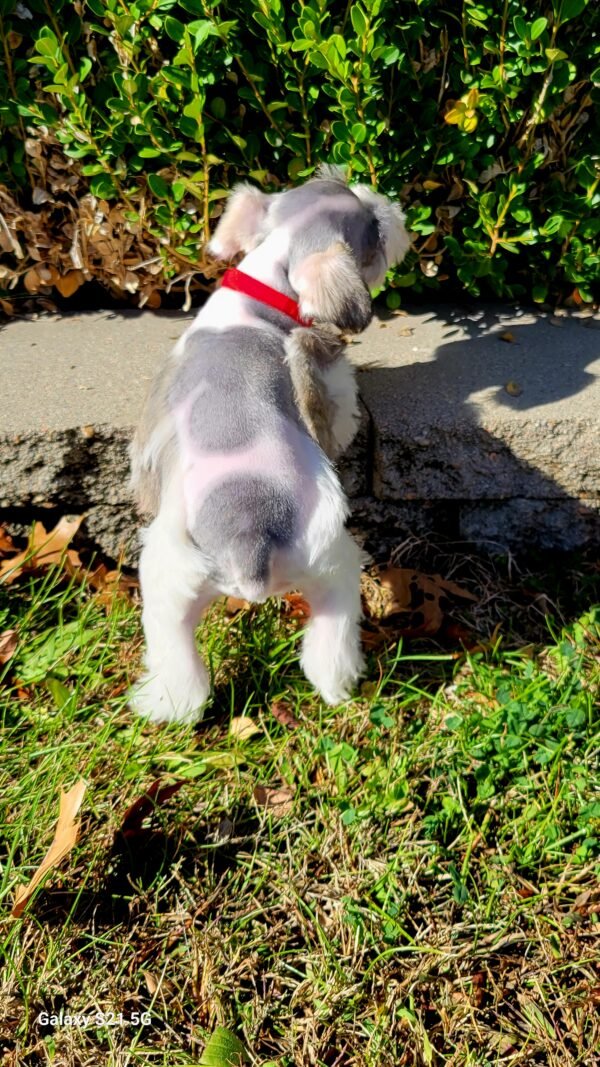 Parti Liver and Pepper Schnauzer Red Collar - Image 5