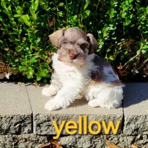 Parti Liver and Pepper Female Schnauzer Yellow Collar