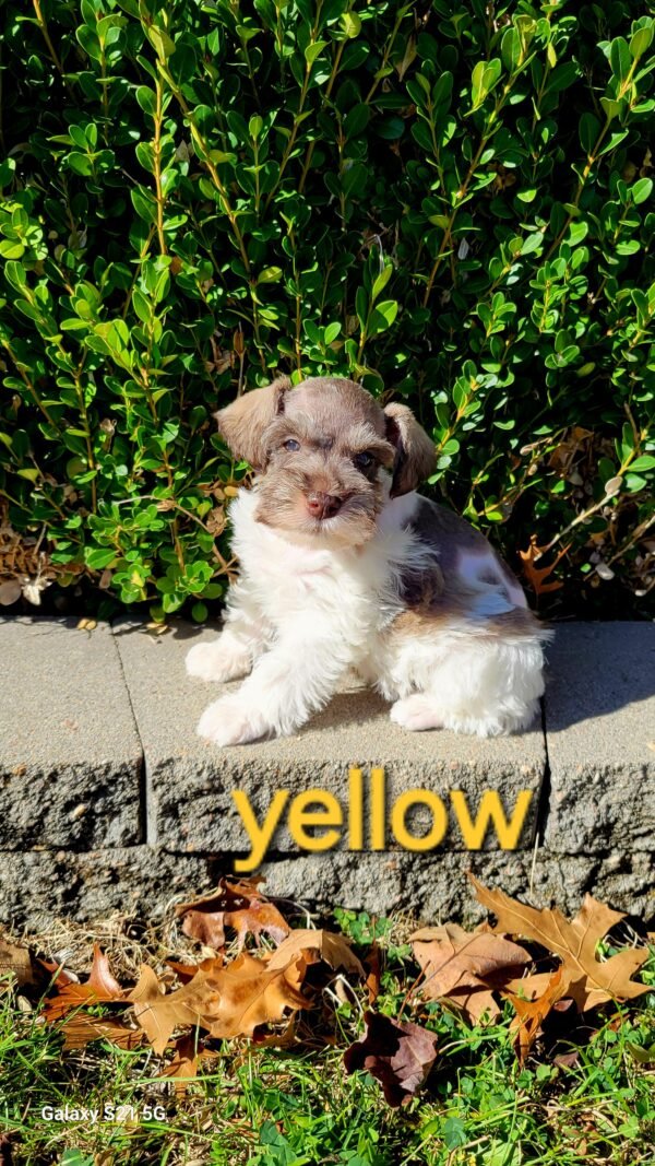 Parti Liver and Pepper Female Schnauzer Yellow Collar