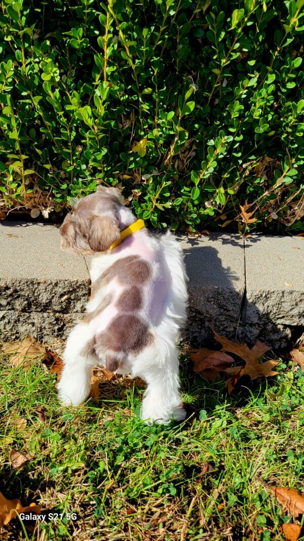 Parti Liver and Pepper Female Schnauzer Yellow Collar - Image 4
