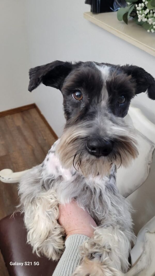 Loving Miniature Schnauzers Seeking Forever Companion Homes - Image 20