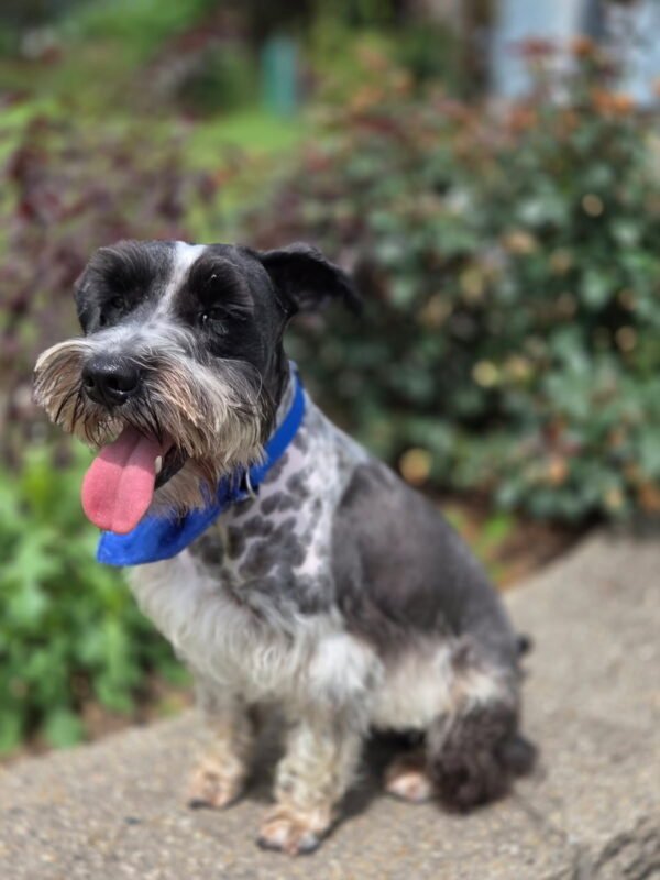 Loving Miniature Schnauzers Seeking Forever Companion Homes - Image 16
