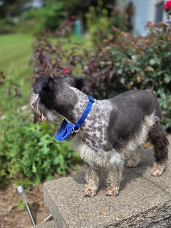 Loving Miniature Schnauzers Seeking Forever Companion Homes - Image 14