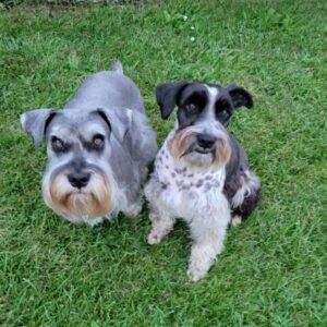 Loving Miniature Schnauzers Seeking Forever Companion Homes