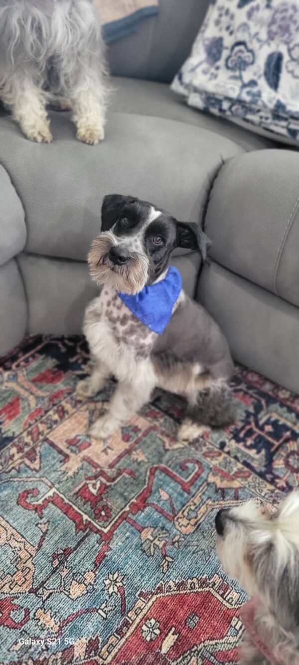 Loving Miniature Schnauzers Seeking Forever Companion Homes - Image 10