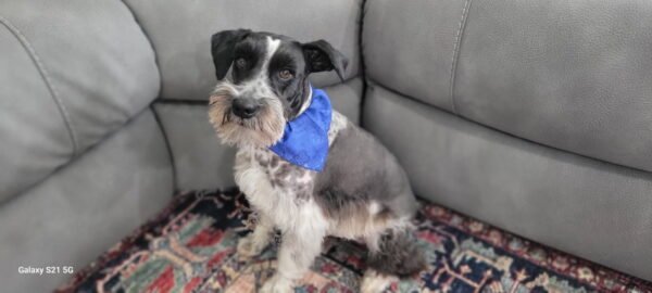 Loving Miniature Schnauzers Seeking Forever Companion Homes - Image 7